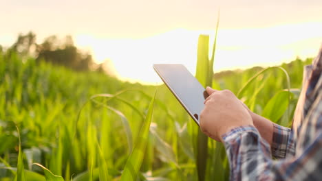 Lens-flare-close-up:-the-farmer's-hand-touches-the-corn-leaves-in-the-field-at-sunset-and-checks-the-quality-of-the-growing-crop-and-enters-the-data-for-analysis-into-the-tablet-computer-for-remote-monitoring-of-the-crop